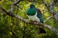 Holub maorsky - Hemiphaga novaeseelandiae - New Zealand pigeon - kereru 1864